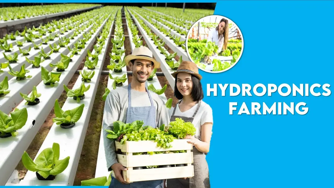 Hydroponics Farming: Best Revolution in Agriculture