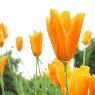 flowers.jpg